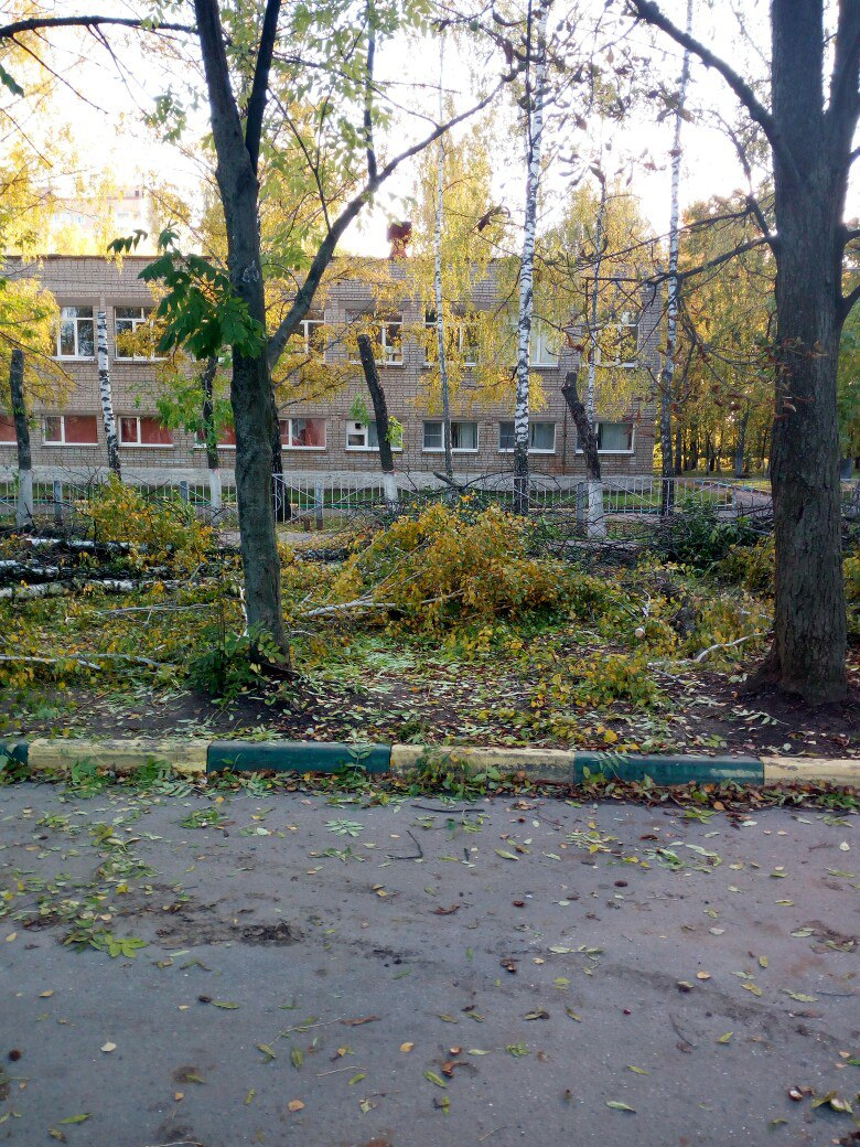 Вырубка деревьев возле школы №55 продолжается – срубили молодые березы