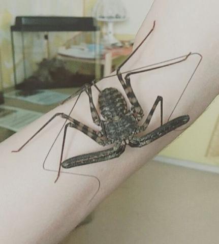В Новосибирске жителям Бердска покажут паука из «Гарри Поттера»