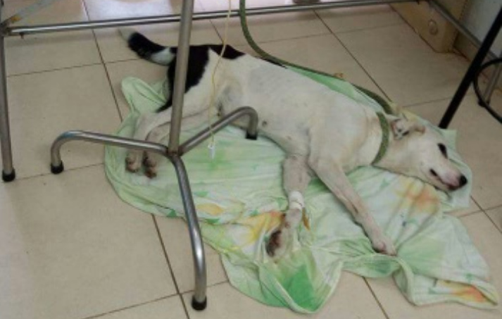 Брошенная в аэропорту собака умерла от тоски по хозяевам
