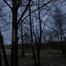 Вандалы уничтожили 11 лип у Вечного огня в Бердске