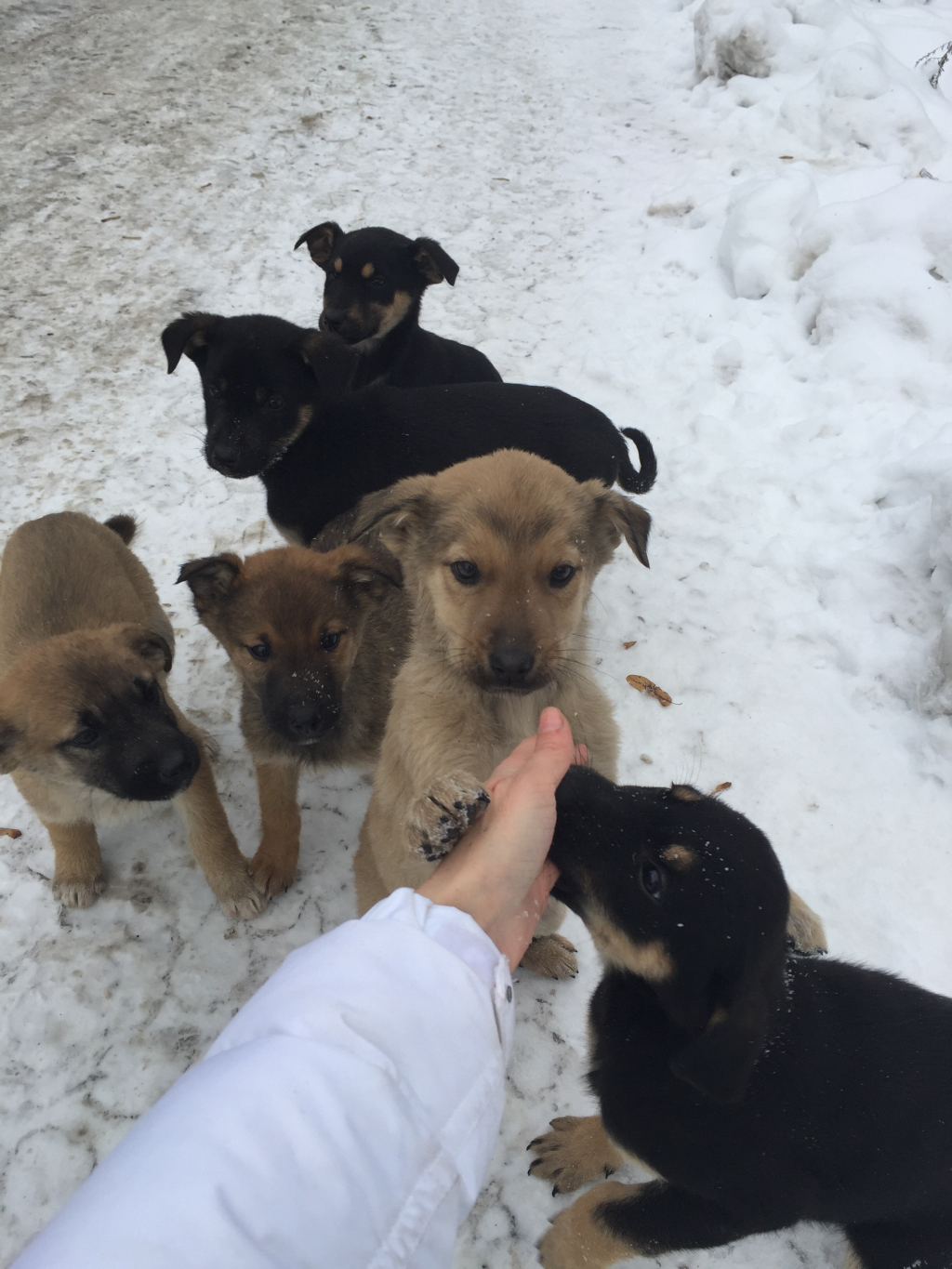 В приютах нет мест - пятнадцать щенков замерзают на улице